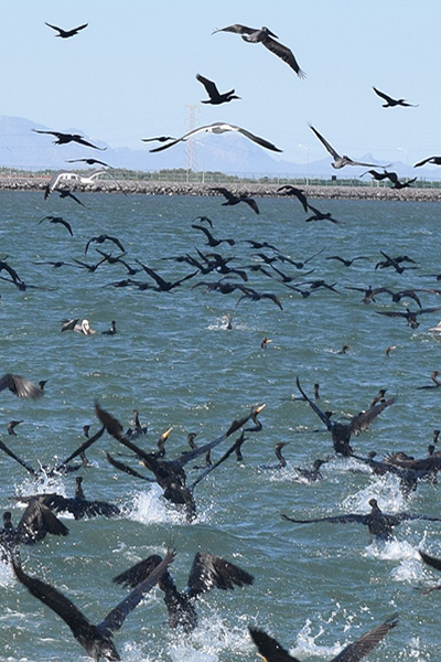 GPO propuso a la Dirección General de Impacto y Riesgo Ambiental (DGIRA) de SEMARNAT que desarrollaría diversos Programas Ambientales encaminados al cuidado del medio ambiente y a la conservación de especies como el mangle, las tortugas marinas, los delfines, las iguanas, las aves residentes y migratorias, así como la flora y fauna acuática de la zona e implementaría medidas para mejorar la calidad del agua de la bahía.