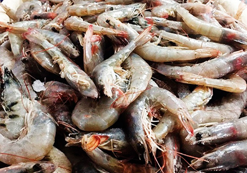 Nos proponemos determinar con exactitud la capacidad pesquera actual del sistema lagunar y la influencia del proyecto, para implementar las medidas apropiadas e incrementar su productividad en beneficio de los pescadores de la zona.