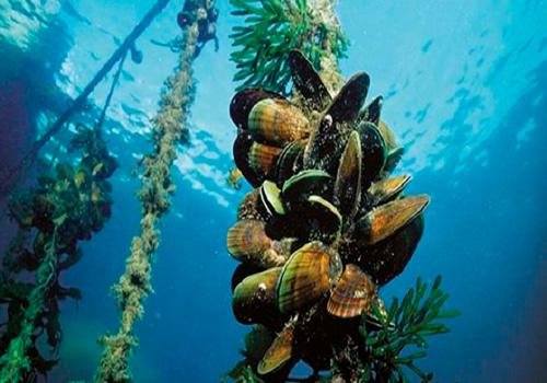 El estudio que se realiza servirá para determinar la acumulación de metales pesados en las principales especies comerciales de la zona de pesca, con el propósito de implementar medidas que eviten la saturación y rebasen los niveles permitidos.
