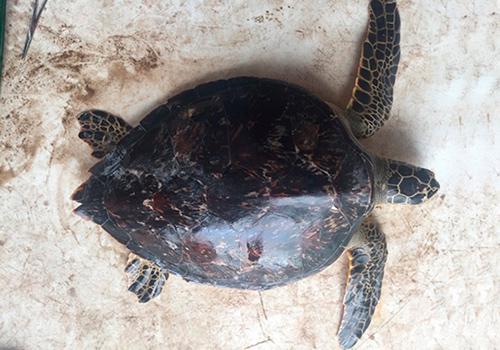 GPO - Monitoreo de Tortugas Marinas