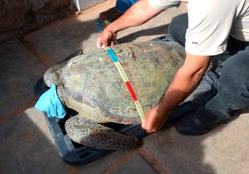 Para GPO entender el servicio que el sistema lagunar le ofrece a esta especie, es esencial para poder enfocar los esfuerzos de remediación y conservación, y no afectar su hábitat.