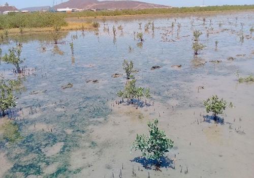 GPO lleva a cabo un programa denominado Jardín Botánico, el cual comprende la reforestación de 2 hectáreas de manglar contiguas a la zona del proyecto.