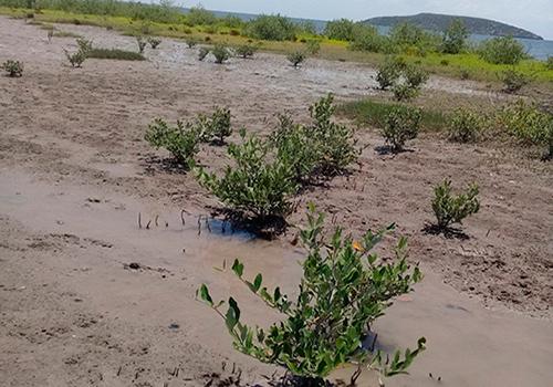 Programa de Reforestación del Manglar