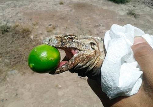 GPO - Rescate y Reubicación de Iguana Negra