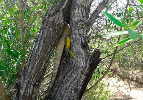 Pese a que dicha especie no se encuentra en la citada norma, se tomó la decisión de continuar con las labores de rescate y reubicación con el objeto de evitar que disminuya su población.