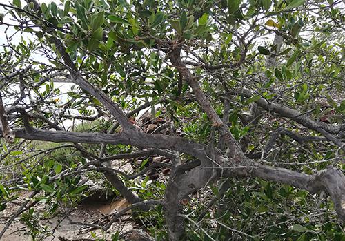 Aunque el proyecto no se ubicará sobre terrenos con manglar, ya que el predio corresponde a terrenos salitrosos ya impactados con ausencia de este tipo de vegetación, GPO estableció este programa con el objeto de monitorear y cuidar el mangle presente en la zona aledaña del proyecto, localizado en los bordos de CFE y PEMEX.