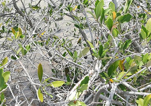 Para lograr la conservación adecuada del mangle de bordo de la zona del proyecto, GPO construyó una red de flujo hídrico que incentiva los recambios de agua de mar, promoviendo así la conservación de estos organismos.