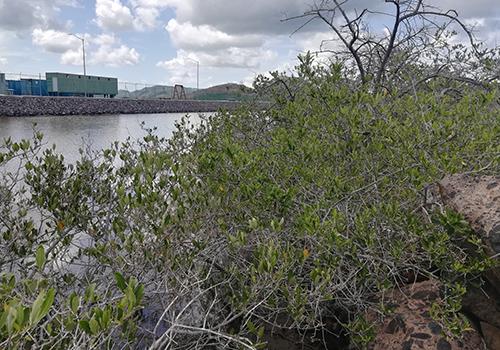 Conservación del Manglar de Bordo aledaño al proyecto